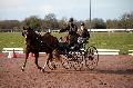 Photo n 35817&#10;CAILISIEUX2016.Jeunes Chevaux. Photo Chevalandrieu&#10;David GUERIN. France&#10;Affiche 16 fois&#10;Ajoute le 07/03/2016 13:45:59 par Nadinetoudic&#10;&#10;--> Cliquer pour agrandir <--