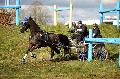Photo n 35833&#10;CAI** LISIEUX 2016. Photo Chevalandrieu&#10;Daniel DEFEZ. France&#10;Affiche 50 fois&#10;Ajoute le 08/03/2016 15:32:04 par Nadinetoudic&#10;&#10;--> Cliquer pour agrandir <--