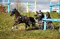 Photo n° 35833
CAI** LISIEUX 2016. Photo Chevalandrieu
Daniel DEFEZ. France
Affichée 48 fois
Ajoutée le 08/03/2016 15:32:04 par Nadinetoudic

--> Cliquer pour agrandir <--