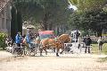 Photo n 36109&#10;Uzs 2016&#10;&#10;Affiche 24 fois&#10;Ajoute le 14/03/2016 07:17:28 par JeanClaudeGrognet&#10;&#10;--> Cliquer pour agrandir <--