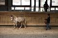 Photo n 36155&#10;Longues Rnes. Deauville 2016 Photo Chevalandrieu&#10;Eric BRIERE avec Armonio&#10;Affiche 36 fois&#10;Ajoute le 15/03/2016 17:32:05 par Nadinetoudic&#10;&#10;--> Cliquer pour agrandir <--
