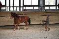 Photo n 36156&#10;Longues Rnes. Deauville 2016 Photo Chevalandrieu&#10;Jean-Louis RAGINEL avec Rico&#10;Affiche 37 fois&#10;Ajoute le 15/03/2016 17:32:05 par Nadinetoudic&#10;&#10;--> Cliquer pour agrandir <--