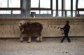 Photo n 36161&#10;Longues Rnes. Deauville 2016 Photo Chevalandrieu&#10;Boris AROKEUM avec Naupello&#10;Affiche 46 fois&#10;Ajoute le 15/03/2016 17:32:06 par Nadinetoudic&#10;&#10;--> Cliquer pour agrandir <--