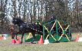 Photo n 36258&#10;Cormoranche 2016 photo Juju&#10;Michel Bitard et Palmer&#10;Affiche 16 fois&#10;Ajoute le 29/03/2016 08:28:28 par JeanClaudeGrognet&#10;&#10;--> Cliquer pour agrandir <--