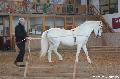 Photo n 36399&#10;AVS - Les Jeudis du Parc&#10;image de promotion&#10;Affiche 14 fois&#10;Ajoute le 07/04/2016 17:47:40 par JeanClaudeGrognet&#10;&#10;--> Cliquer pour agrandir <--