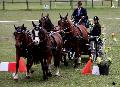 Photo n 36728&#10;Concours de Bas En Basset 2016&#10;&#10;Affiche 32 fois&#10;Ajoute le 09/05/2016 16:57:46 par Patfra&#10;&#10;--> Cliquer pour agrandir <--