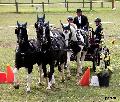 Photo n 36729&#10;Concours de Bas En Basset 2016&#10;&#10;Affiche 33 fois&#10;Ajoute le 09/05/2016 16:57:46 par Patfra&#10;&#10;--> Cliquer pour agrandir <--