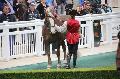 Photo n 37106&#10;Portes ouvertes hippodrome Chantilly&#10;Le Muse Vivant du Cheval Sophie Bienaim&#10;Affiche 10 fois&#10;Ajoute le 12/06/2016 07:56:30 par JeanClaudeGrognet&#10;&#10;--> Cliquer pour agrandir <--