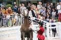Photo n 37108&#10;Portes ouvertes hippodrome Chantilly&#10;Le Muse Vivant du Cheval Sophie Bienaim&#10;Affiche 10 fois&#10;Ajoute le 12/06/2016 07:56:30 par JeanClaudeGrognet&#10;&#10;--> Cliquer pour agrandir <--