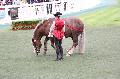 Photo n 37110&#10;Portes ouvertes hippodrome Chantilly&#10;Le Muse Vivant du Cheval Sophie Bienaiml&#10;Affiche 12 fois&#10;Ajoute le 12/06/2016 07:56:30 par JeanClaudeGrognet&#10;&#10;--> Cliquer pour agrandir <--
