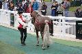 Photo n 37112&#10;Portes ouvertes hippodrome Chantilly&#10;Le Muse Vivant du Cheval Sophie Bienaim&#10;Affiche 11 fois&#10;Ajoute le 12/06/2016 07:56:30 par JeanClaudeGrognet&#10;&#10;--> Cliquer pour agrandir <--
