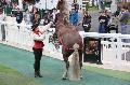 Photo n 37113&#10;Portes ouvertes hippodrome Chantilly&#10;Le Muse Vivant du Cheval Sophie Bienaim&#10;Affiche 13 fois&#10;Ajoute le 12/06/2016 07:56:30 par JeanClaudeGrognet&#10;&#10;--> Cliquer pour agrandir <--