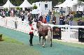 Photo n 37114&#10;Portes ouvertes hippodrome Chantilly&#10;Le Muse Vivant du Cheval Sophie Bienaim&#10;Affiche 9 fois&#10;Ajoute le 12/06/2016 07:56:30 par JeanClaudeGrognet&#10;&#10;--> Cliquer pour agrandir <--