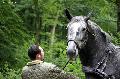 Photo n 37121&#10;Haras national Pin. 12.06.16 Photo Chevalandrieu&#10;DOUCETTE DU SAP. Equipage Etienne CHATEL&#10;Affiche 40 fois&#10;Ajoute le 14/06/2016 16:03:08 par Nadinetoudic&#10;&#10;--> Cliquer pour agrandir <--