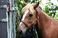 Photo n 37122&#10;Haras national Pin. 12.06.16 Photo Chevalandrieu&#10;BAGUERA GUERINIERE. Equipage Pauline PAFFRATH&#10;Affiche 53 fois&#10;Ajoute le 14/06/2016 16:03:08 par Nadinetoudic&#10;&#10;--> Cliquer pour agrandir <--