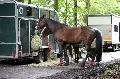 Photo n 37127&#10;Haras national Pin. 12.06.16 Photo Chevalandrieu&#10;EX LEX. Sabine MIOSSEC de LARRARD&#10;Affiche 40 fois&#10;Ajoute le 14/06/2016 17:03:30 par Nadinetoudic&#10;&#10;--> Cliquer pour agrandir <--