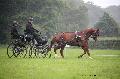 Photo n 37130&#10;Haras national Pin. 12.06.16 Photo Chevalandrieu&#10;Renaud VINCK. LANZARO&#10;Affiche 29 fois&#10;Ajoute le 15/06/2016 13:37:11 par Nadinetoudic&#10;&#10;--> Cliquer pour agrandir <--
