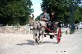 Photo n 37358&#10;HarasnationalPinTradition2016 Photo Chevalandrieu&#10;Marc PUITZ (F) Ane du Cotentin. Charrette anglaise&#10;Affiche 33 fois&#10;Ajoute le 14/07/2016 15:06:54 par Nadinetoudic&#10;&#10;--> Cliquer pour agrandir <--