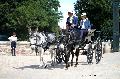 Photo n 37360&#10;HarasnationalPinTradition2016 Photo Chevalandrieu&#10;Christoph GALLAS (F) Anes. Dog Cart&#10;Affiche 24 fois&#10;Ajoute le 14/07/2016 15:06:54 par Nadinetoudic&#10;&#10;--> Cliquer pour agrandir <--