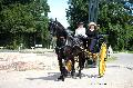 Photo n 37363&#10;HarasnationalPinTradition2016 Photo Chevalandrieu&#10;Isabelle HEYLIGEN (F) Frison. Stannope Gig&#10;Affiche 35 fois&#10;Ajoute le 14/07/2016 15:06:54 par Nadinetoudic&#10;&#10;--> Cliquer pour agrandir <--