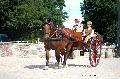 Photo n 37364&#10;HarasnationalPinTradition2016 Photo Chevalandrieu&#10;Claude BOMMERT (F) Cob Normand&#10;Affiche 21 fois&#10;Ajoute le 14/07/2016 17:43:35 par Nadinetoudic&#10;&#10;--> Cliquer pour agrandir <--
