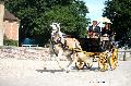 Photo n 37366&#10;HarasnationalPinTradition2016 Photo Chevalandrieu&#10;Albert LOCKEFEER (NL) Poney Haflinger. Spider-phaton&#10;Affiche 62 fois&#10;Ajoute le 14/07/2016 17:43:36 par Nadinetoudic&#10;&#10;--> Cliquer pour agrandir <--