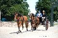 Photo n 37368&#10;HarasnationalPinTradition2016 Photo Chevalandrieu&#10;Consuelo de GRUNNE (D) Poneys. Stanhope Gig&#10;Affiche 42 fois&#10;Ajoute le 14/07/2016 17:43:36 par Nadinetoudic&#10;&#10;--> Cliquer pour agrandir <--