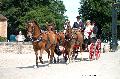 Photo n 37369&#10;HarasnationalPinTradition2016 Photo Chevalandrieu&#10;Olivier BODIN (F) Poneys Franais de Selle en arbalte. Phaton transformable&#10;Affiche 125 fois&#10;Ajoute le 14/07/2016 18:45:38 par Nadinetoudic&#10;&#10;--> Cliquer pour agrandir <--