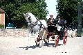Photo n 37371&#10;HarasnationalPinTradition2016 Photo Chevalandrieu&#10;Ides CORNILLE (B) Cheval de pure race espagnole. Petit Duc&#10;Affiche 54 fois&#10;Ajoute le 14/07/2016 18:45:38 par Nadinetoudic&#10;&#10;--> Cliquer pour agrandir <--