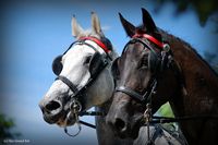 Photo n° 37925
Rosières aux Salines 2016  photo IFCE

Affichée 18 fois
Ajoutée le 18/08/2016 16:04:13 par JeanClaudeGrognet

--> Cliquer pour agrandir <--