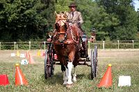 Photo n 37996&#10;Le Pin Champ. Normandie 2016. Photo Chevalandrieu&#10;Thierry LAFFITTE&#10;Affiche 31 fois&#10;Ajoute le 05/09/2016 16:52:11 par Nadinetoudic&#10;&#10;--> Cliquer pour agrandir <--
