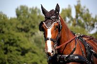 Photo n 38005&#10;Le Pin Champ. Normandie 2016. Photo Chevalandrieu&#10;Equipage Philippe THIEBAUT&#10;Affiche 40 fois&#10;Ajoute le 05/09/2016 17:01:52 par Nadinetoudic&#10;&#10;--> Cliquer pour agrandir <--
