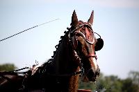 Photo n 38007&#10;Le Pin Champ. Normandie 2016. Photo Chevalandrieu&#10;Equipage Francis LE NOUAILLE&#10;Affiche 16 fois&#10;Ajoute le 05/09/2016 17:01:52 par Nadinetoudic&#10;&#10;--> Cliquer pour agrandir <--