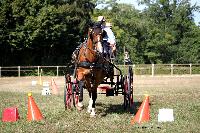 Photo n 38009&#10;Le Pin Champ. Normandie 2016. Photo Chevalandrieu&#10;Jacques LOUE&#10;Affiche 15 fois&#10;Ajoute le 05/09/2016 17:01:52 par Nadinetoudic&#10;&#10;--> Cliquer pour agrandir <--