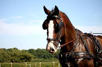 Photo n 38010&#10;Le Pin Champ. Normandie 2016. Photo Chevalandrieu&#10;Equipage Sabine MIOSSEC de LARRARD&#10;Affiche 20 fois&#10;Ajoute le 05/09/2016 17:01:52 par Nadinetoudic&#10;&#10;--> Cliquer pour agrandir <--