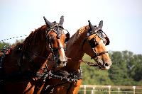 Photo n 38012&#10;Le Pin Champ. Normandie 2016. Photo Chevalandrieu&#10;Equipage Pierre MONNIER&#10;Affiche 698 fois, 0 vote&#10;Ajoute le 05/09/2016 17:01:52 par Nadinetoudic&#10;&#10;--> Cliquer pour agrandir <--