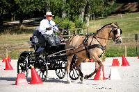 Photo n 38037&#10;CAI Le PIN 2016. Photo Chevalandrieu&#10;Rudi VAN DEN BERGH. BEL&#10;Affiche 18 fois&#10;Ajoute le 08/09/2016 11:32:34 par Nadinetoudic&#10;&#10;--> Cliquer pour agrandir <--