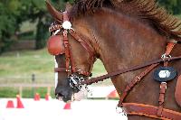 Photo n 38044&#10;CAI Le PIN 2016. Photo Chevalandrieu&#10;Equipage Valentine VERNA. FRA&#10;Affiche 19 fois&#10;Ajoute le 08/09/2016 11:52:07 par Nadinetoudic&#10;&#10;--> Cliquer pour agrandir <--