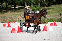 Photo n 38056&#10;CAI Le PIN 2016. Photo Chevalandrieu&#10;Mark WENTEIN. BEL&#10;Affiche 15 fois&#10;Ajoute le 08/09/2016 18:22:40 par Nadinetoudic&#10;&#10;--> Cliquer pour agrandir <--