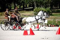 Photo n 38057&#10;CAI Le PIN 2016. Photo Chevalandrieu&#10;Walter VAN DEN VEEN. NED&#10;Affiche 18 fois&#10;Ajoute le 08/09/2016 18:22:40 par Nadinetoudic&#10;&#10;--> Cliquer pour agrandir <--