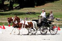 Photo n 38058&#10;CAI Le PIN 2016. Photo Chevalandrieu&#10;Heidi TE POELE. NED&#10;Affiche 24 fois&#10;Ajoute le 08/09/2016 18:43:32 par Nadinetoudic&#10;&#10;--> Cliquer pour agrandir <--