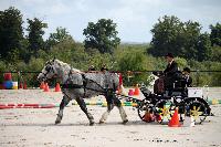 Photo n 38435&#10;Championnat de France Percheron. Le Pin au Haras&#10;25 septembre 2016. Photo Chevalandrieu&#10;Affiche 12 fois&#10;Ajoute le 18/10/2016 16:50:26 par Nadinetoudic&#10;&#10;--> Cliquer pour agrandir <--