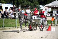 Photo n 38436&#10;Championnat de France Percheron. Le Pin au Haras&#10;25 septembre 2016. Photo Chevalandrieu&#10;Affiche 20 fois&#10;Ajoute le 18/10/2016 16:50:26 par Nadinetoudic&#10;&#10;--> Cliquer pour agrandir <--