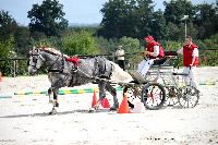 Photo n 38437&#10;Championnat de France Percheron. Le Pin au Haras&#10;25 septembre 2016. Photo Chevalandrieu&#10;Affiche 10 fois&#10;Ajoute le 18/10/2016 16:50:26 par Nadinetoudic&#10;&#10;--> Cliquer pour agrandir <--