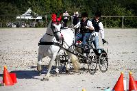 Photo n 38438&#10;Championnat de France Percheron. Le Pin au Haras&#10;25 septembre 2016. Photo Chevalandrieu&#10;Affiche 15 fois&#10;Ajoute le 18/10/2016 16:50:26 par Nadinetoudic&#10;&#10;--> Cliquer pour agrandir <--