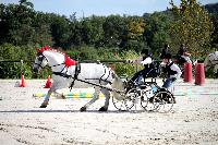 Photo n 38439&#10;Championnat de France Percheron. Le Pin au Haras&#10;25 septembre 2016. Photo Chevalandrieu&#10;Affiche 12 fois&#10;Ajoute le 18/10/2016 16:50:26 par Nadinetoudic&#10;&#10;--> Cliquer pour agrandir <--
