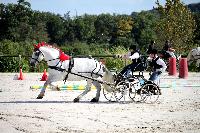 Photo n° 38439
Championnat de France Percheron. Le Pin au Haras
25 septembre 2016. Photo Chevalandrieu
Affichée 11 fois
Ajoutée le 18/10/2016 16:50:26 par Nadinetoudic

--> Cliquer pour agrandir <--