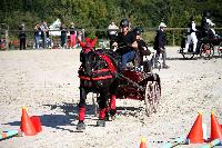 Photo n 38441&#10;Championnat de France Percheron. Le Pin au Haras&#10;25 septembre 2016. Photo Chevalandrieu&#10;Affiche 9 fois&#10;Ajoute le 18/10/2016 16:50:26 par Nadinetoudic&#10;&#10;--> Cliquer pour agrandir <--