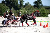 Photo n 38442&#10;Championnat de France Percheron. Le Pin au Haras&#10;25 septembre 2016. Photo Chevalandrieu&#10;Affiche 13 fois&#10;Ajoute le 18/10/2016 16:50:26 par Nadinetoudic&#10;&#10;--> Cliquer pour agrandir <--
