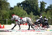 Photo n 38443&#10;Championnat de France Percheron. Le Pin au Haras&#10;25 septembre 2016. Photo Chevalandrieu&#10;Affiche 12 fois&#10;Ajoute le 18/10/2016 16:50:26 par Nadinetoudic&#10;&#10;--> Cliquer pour agrandir <--